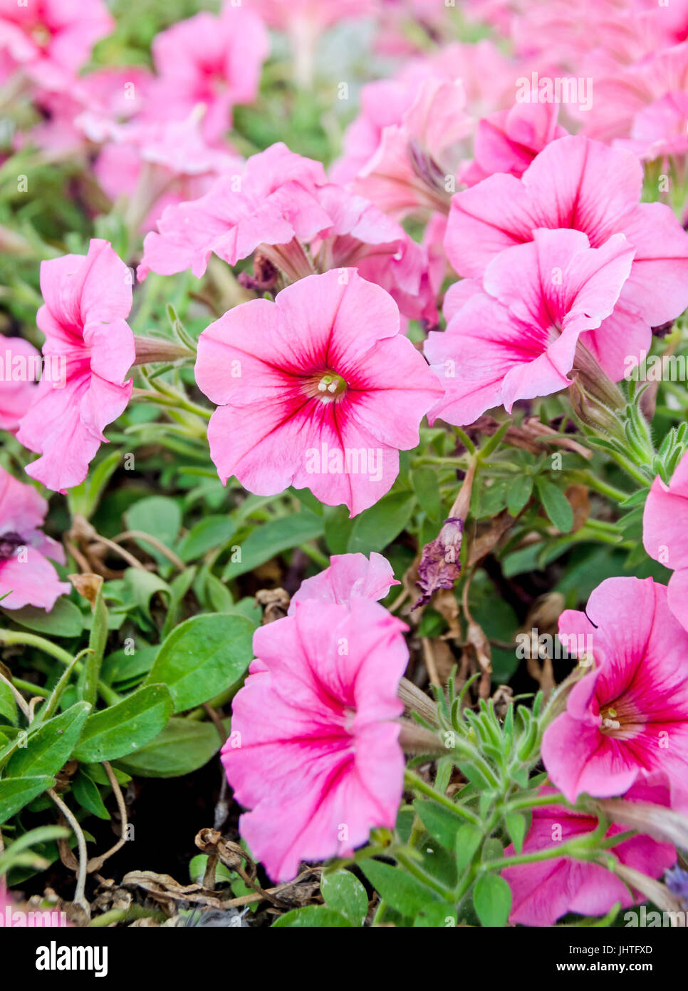 Pink dipladenia, mandevilla flowers, close up Stock Photo Alamy