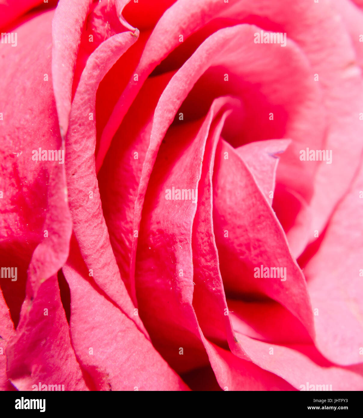 Red Rosa Texture Pattern Red rose flower, close up, texture pattern Stock Photo - Alamy