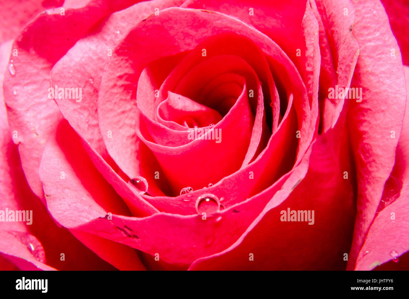 Red Rosa Texture Pattern Red rose flower, close up, texture pattern Stock Photo - Alamy