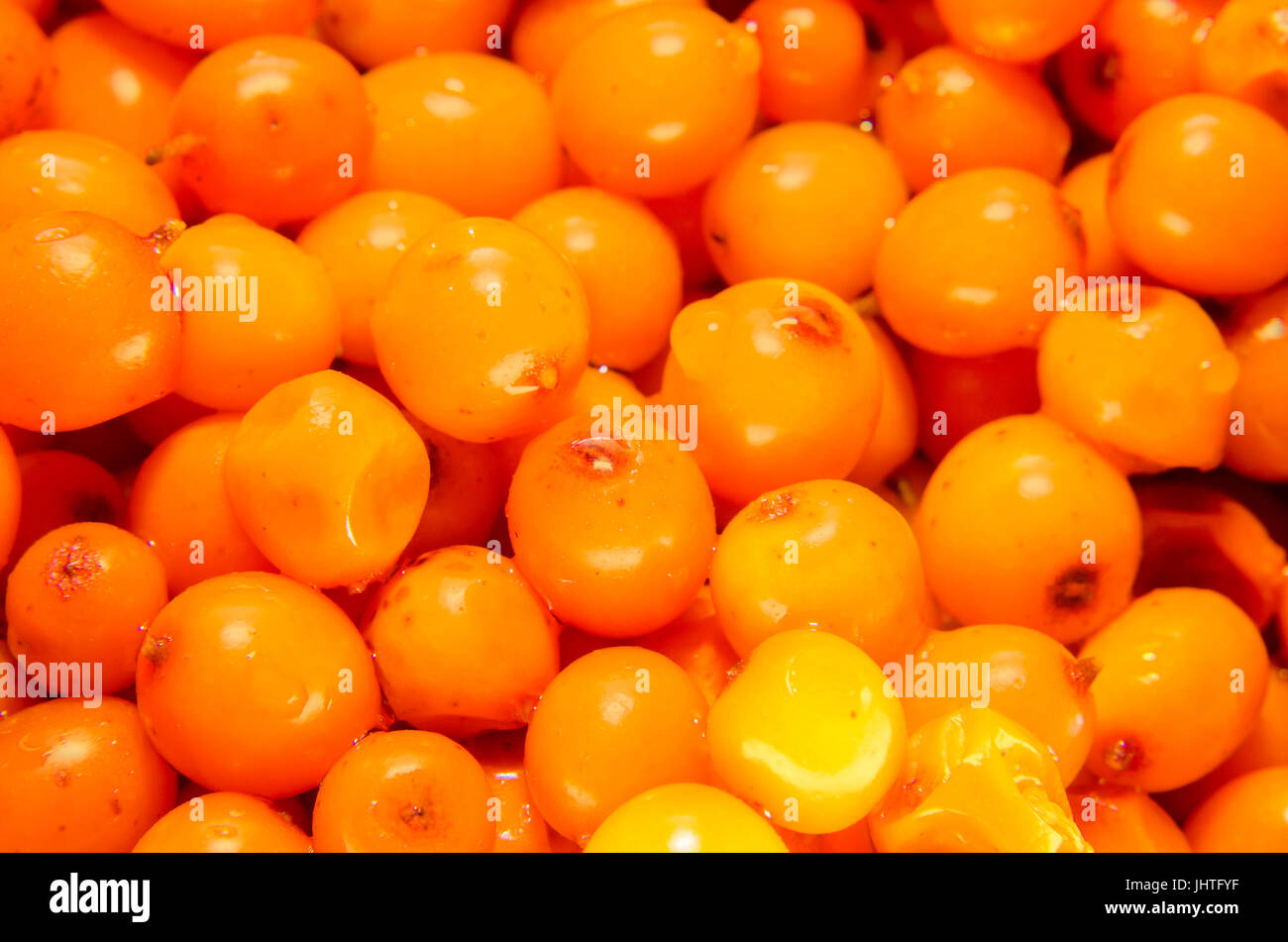 Orange fruits of Hippophae rhamnoides, common name sea-buckthorn, in romanian known as 'Catina' or 'Catina alba'. Stock Photo