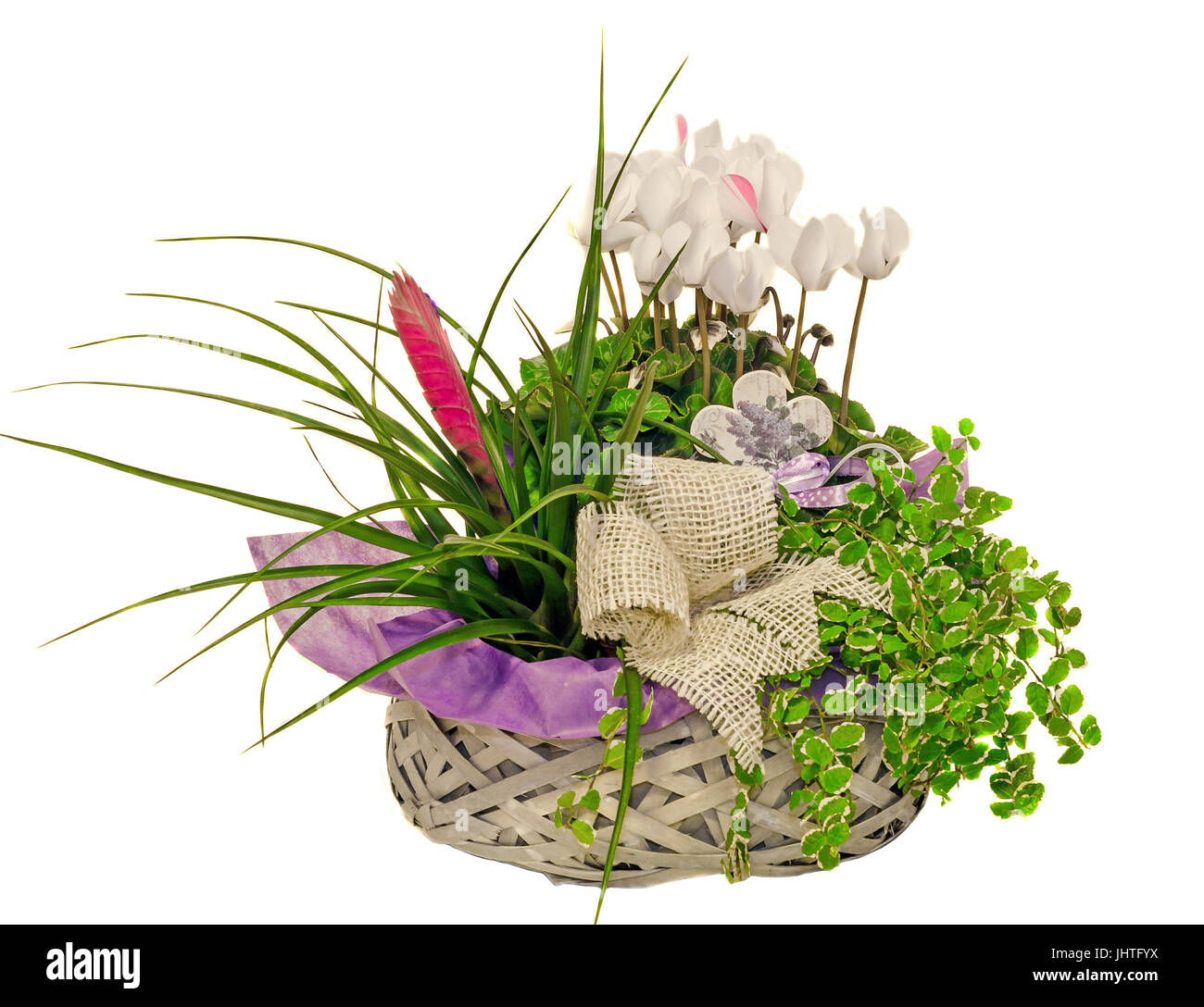 Floral arrangement with cyclamen flowers and  Tillandsia Cyanea flower in a straw basket, isolated, white background. Stock Photo