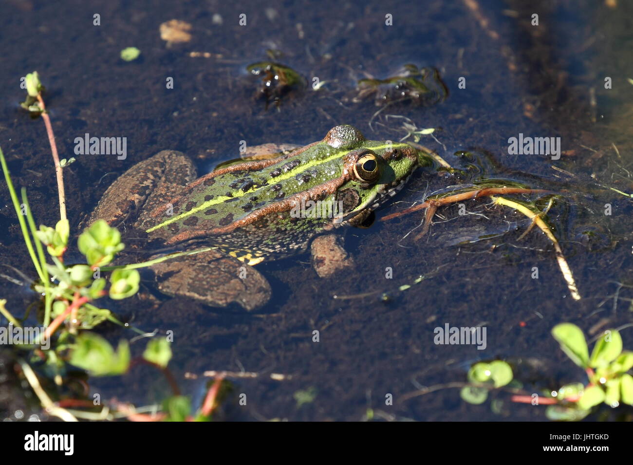 Marsh Frog in pool at Ham Wall, RSPB Stock Photo