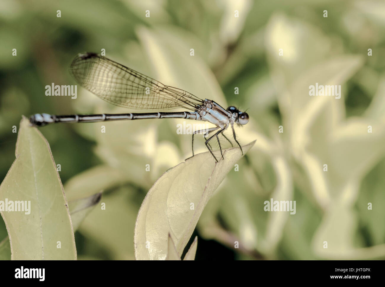 Shiny dragonfly on a tree leaf Stock Photo Alamy