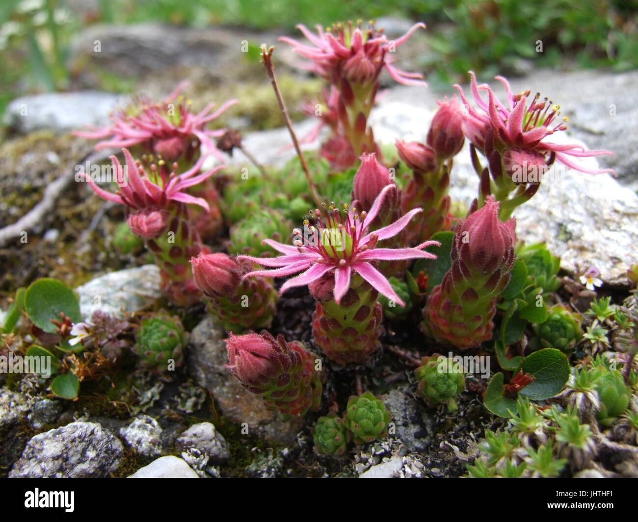 blossoming houseleeks (sempervivum montanum), or liveforever, or hen and chicks, high up in the Austrian alps at Hohe Tauern national park Stock Photo