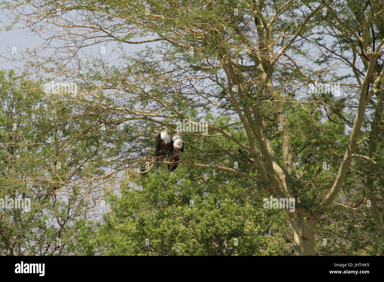 African fish eagles sat side by side, Haliaeetus vocifer Stock Photo