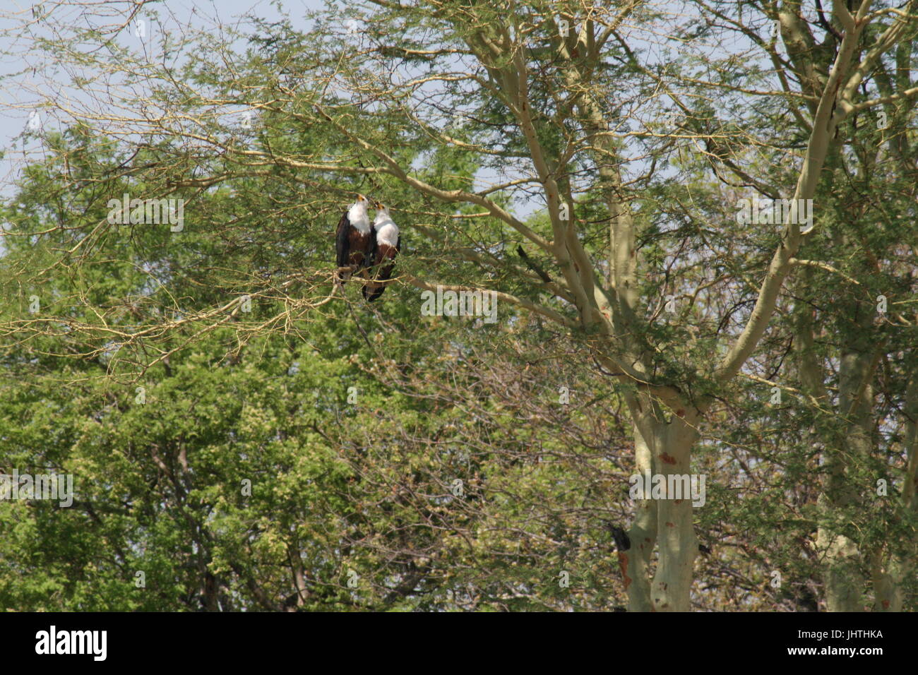 African fish eagles sat side by side, Haliaeetus vocifer Stock Photo