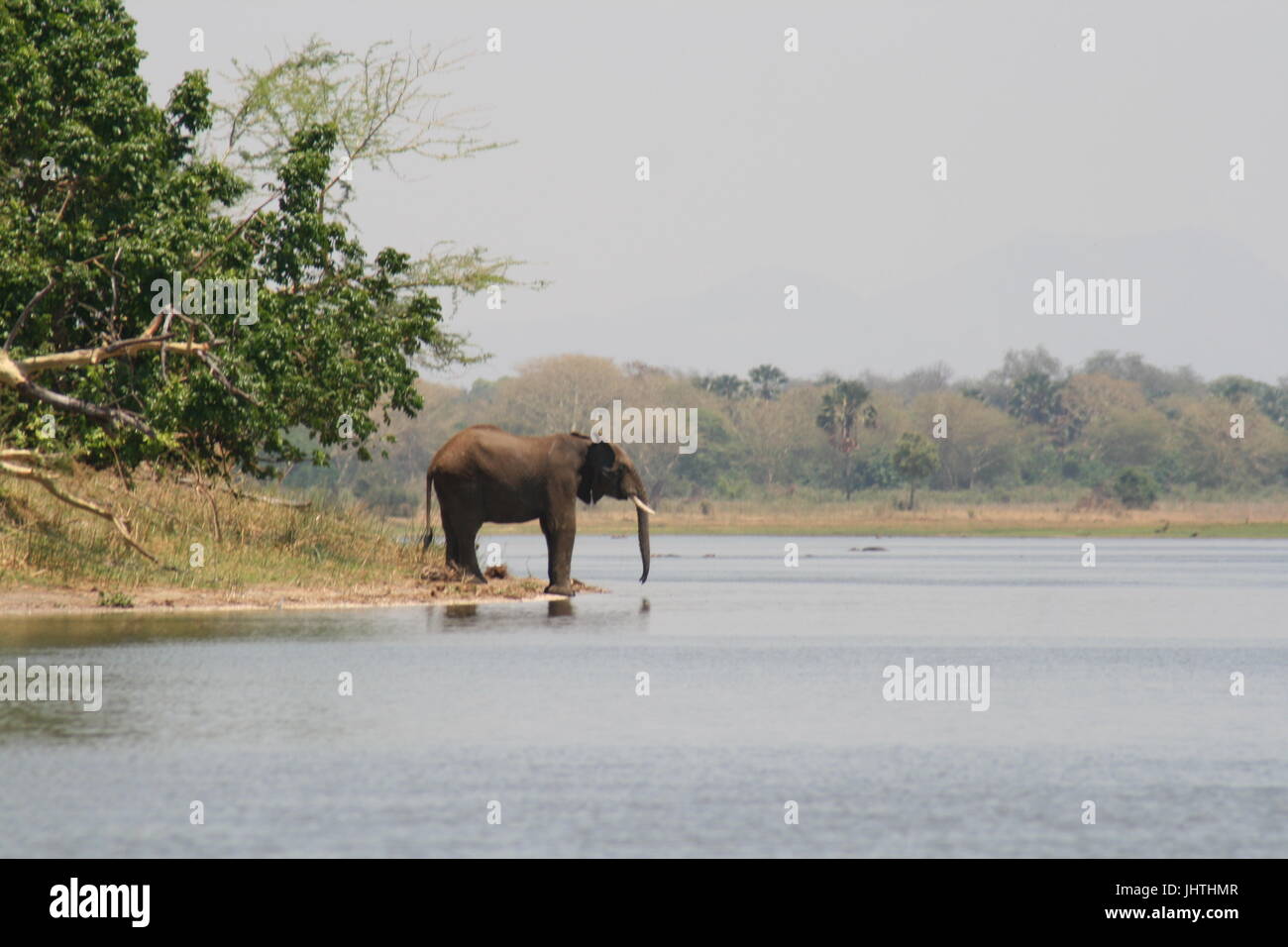 African bush elephant at water edge Stock Photo - Alamy