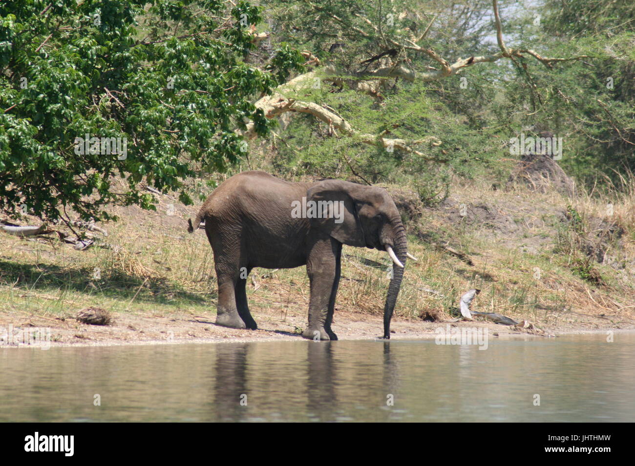 African bush elephant at water edge Stock Photo - Alamy