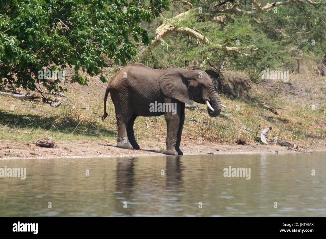 African bush elephant at water edge Stock Photo - Alamy