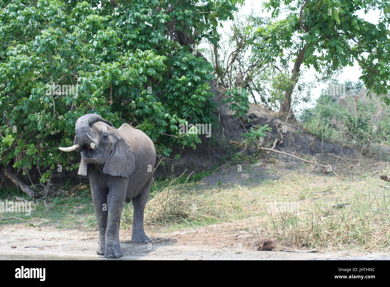 African Bush elephant Stock Photo - Alamy