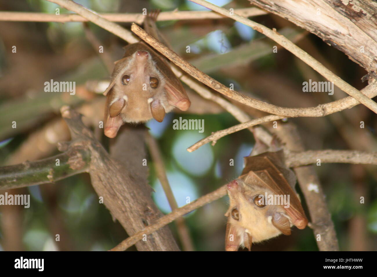 Epomophorus wahlbergi, Wahlberg's epauletted fruit bat, fruit bat, bat, Stock Photo