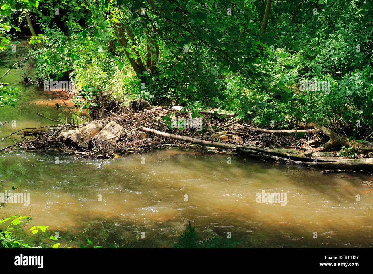 Biberbau, Biber, Biberdamm, Damm an der Lauter im Elsaß, Frankreich Stock Photo