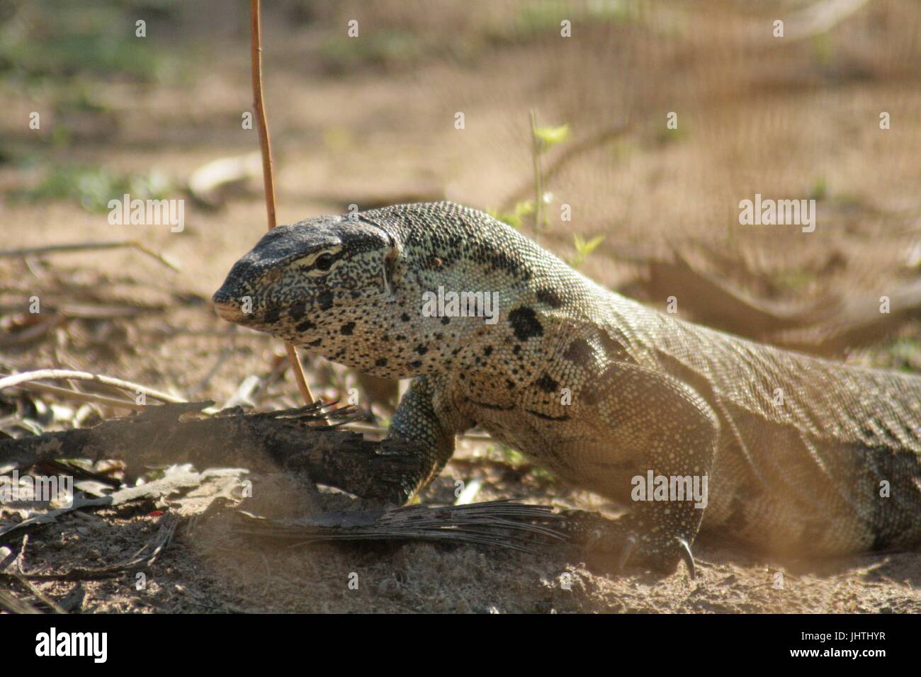 African monitor lizard hires stock photography and images Alamy