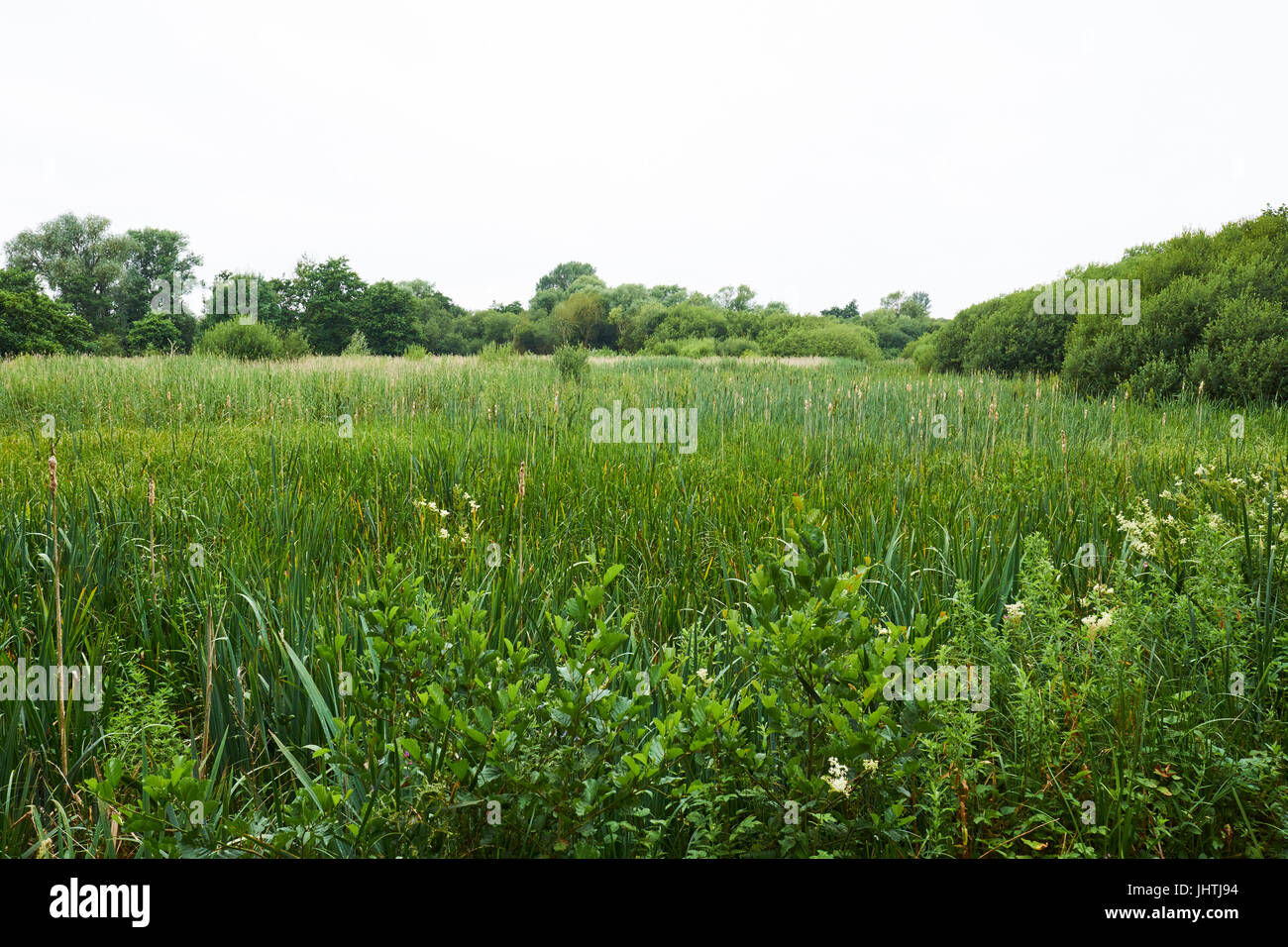 Reed Bed Brandon Marsh Nature Reserve Coventry Warwickshire UK Stock reed-bed-brandon-marsh-nature-reserve-coventry-warwickshire-uk-stock