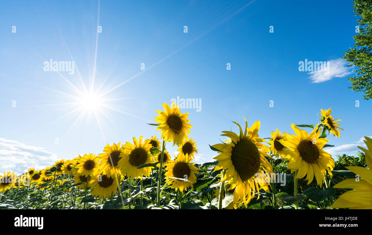 Sunflowers field lit by the sun in the summer afternoon Stock Photo