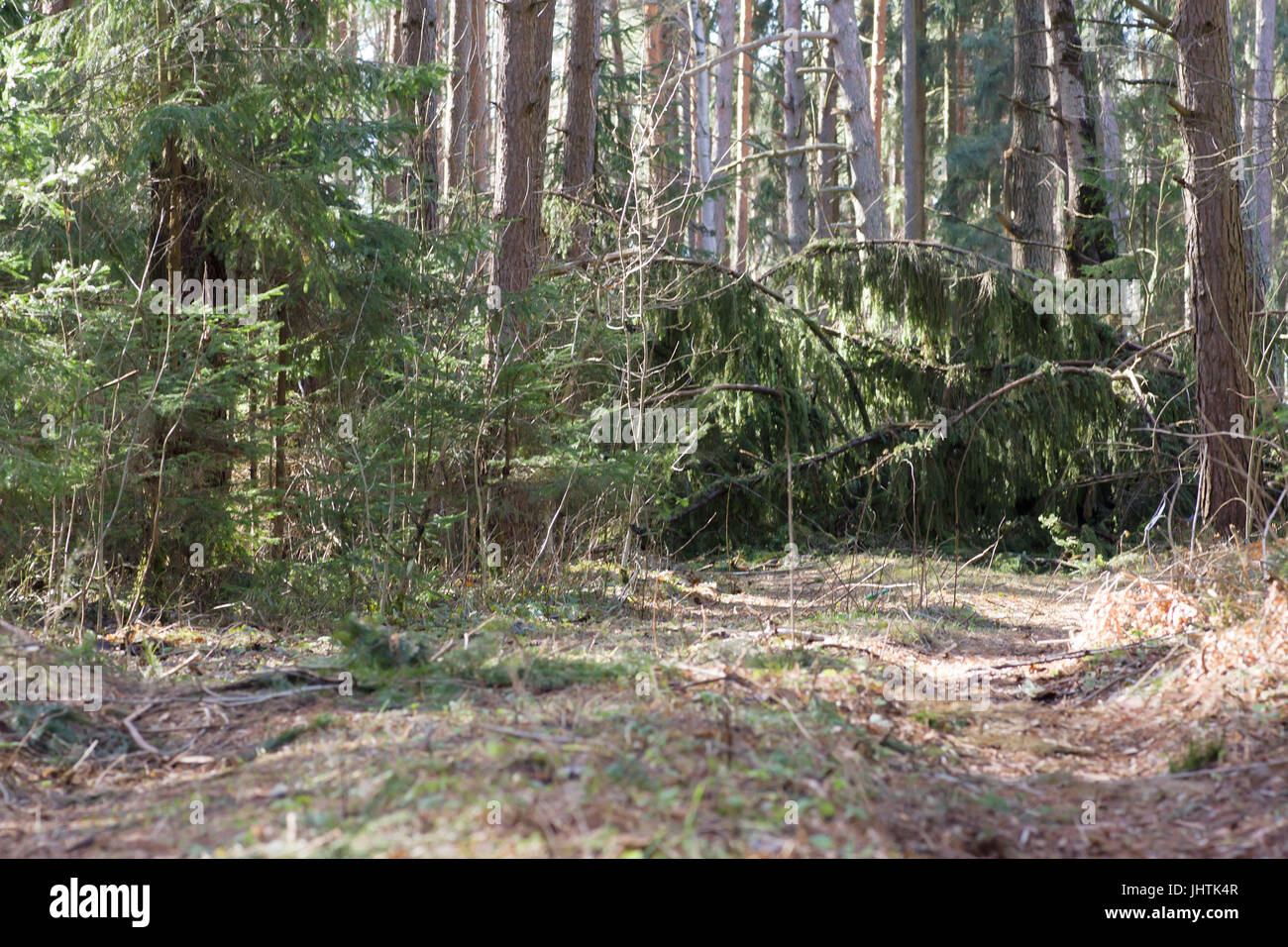 Thick boreal forest hi-res stock photography and images - Alamy
