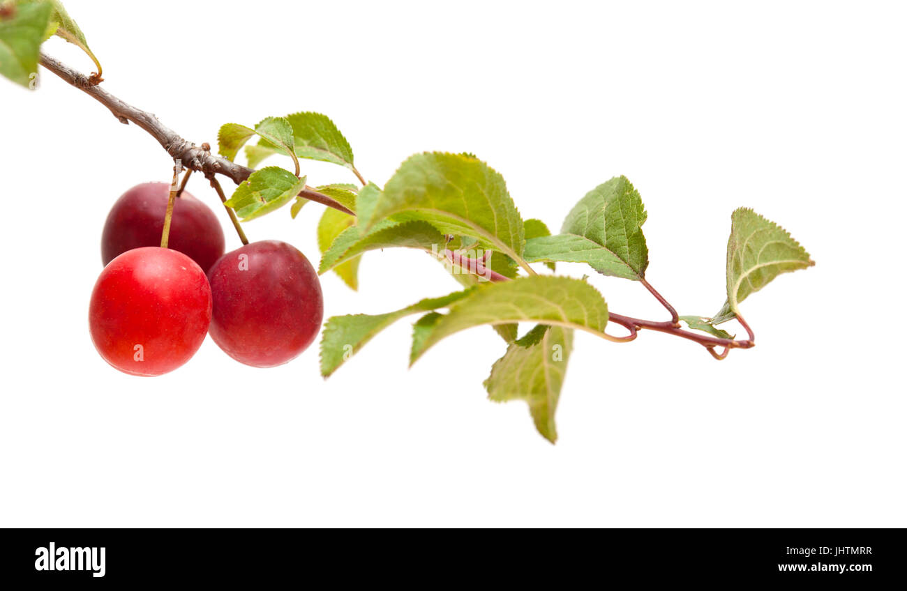 small red plums on branches isolated on white Stock Photo