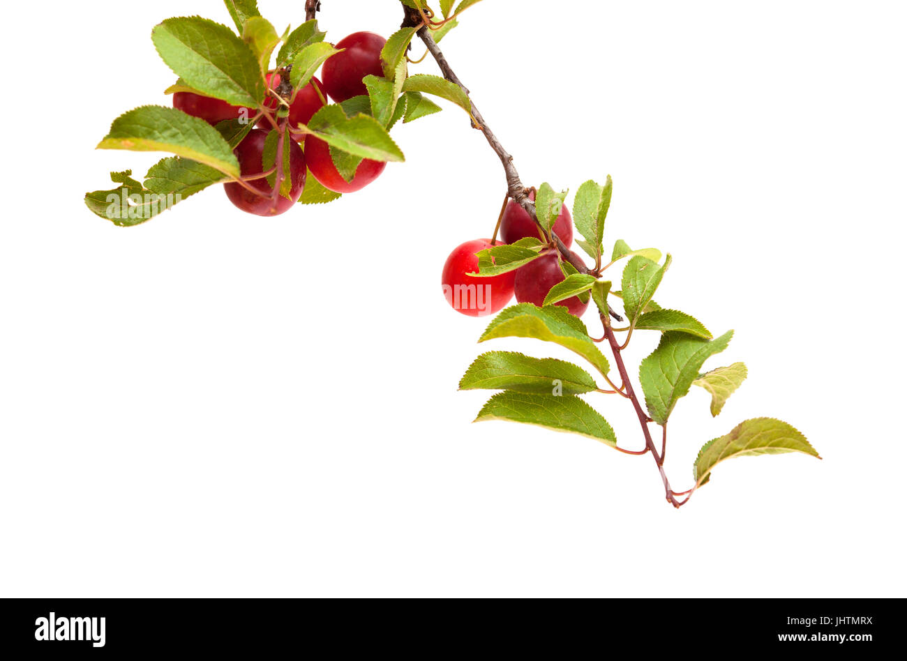 small red plums on branches isolated on white Stock Photo