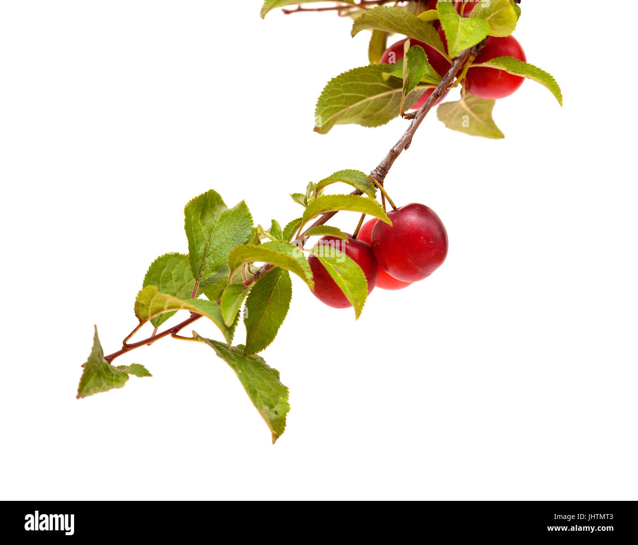 small red plums on branches isolated on white Stock Photo