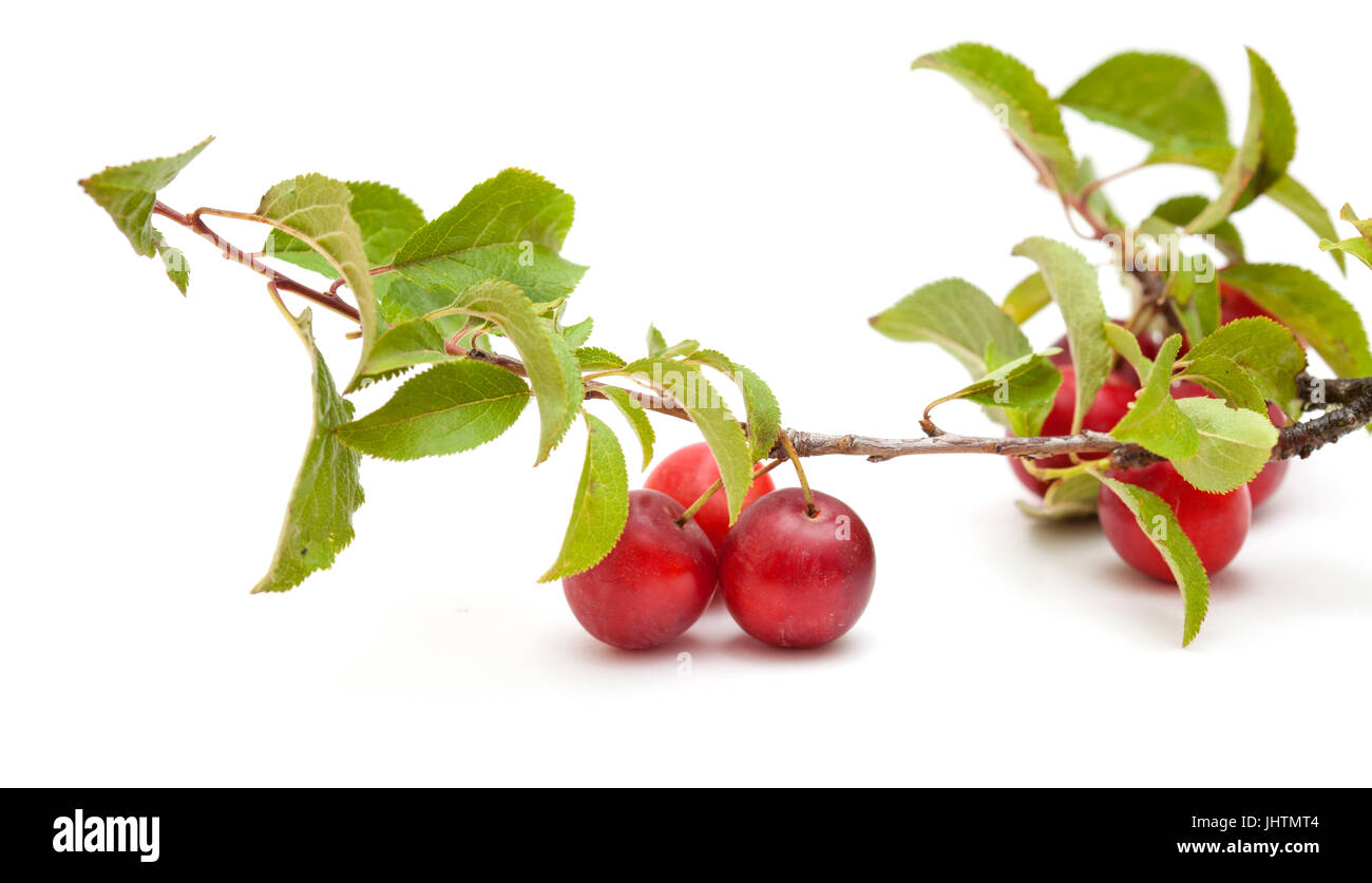 small red plums on branches isolated on white Stock Photo