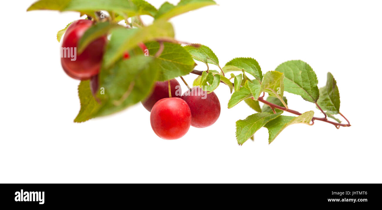 small red plums on branches isolated on white Stock Photo