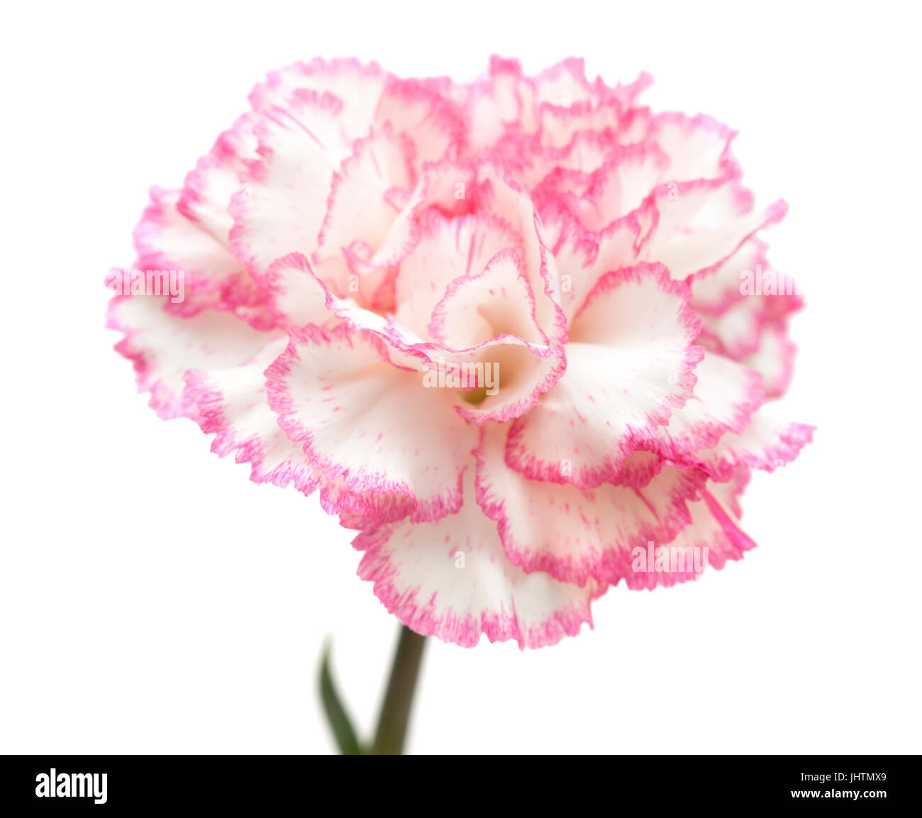 pretty pink carnation isolated on white background Stock Photo - Alamy