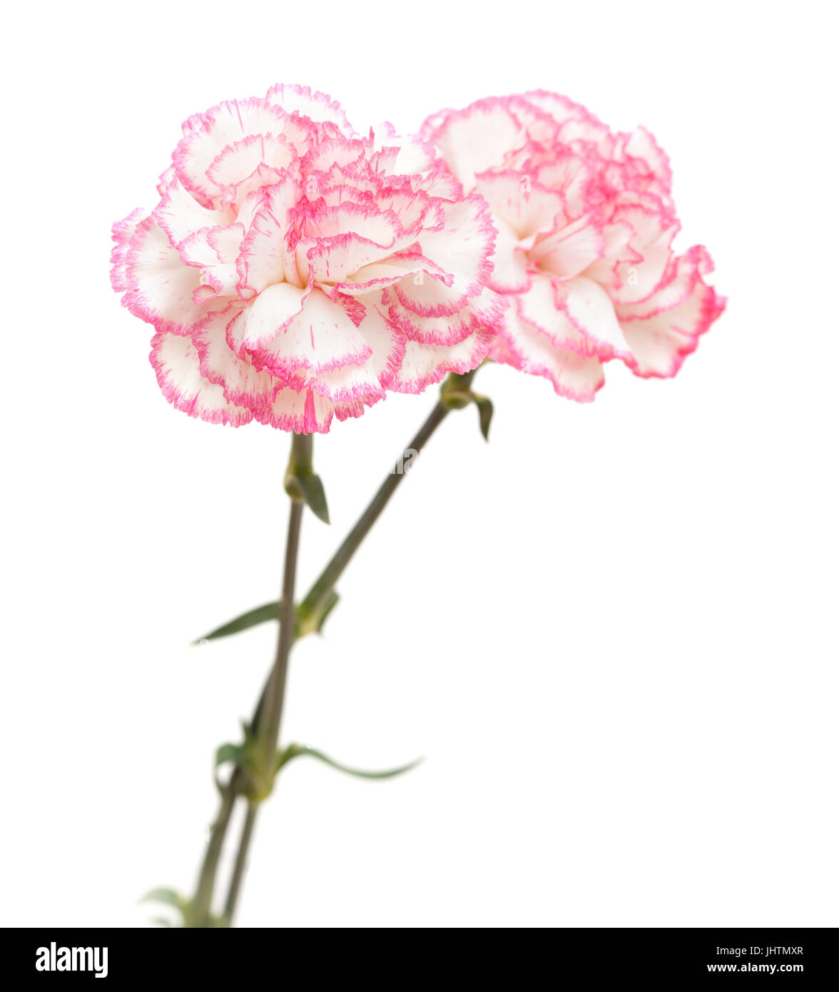 pretty pink carnation isolated on white background Stock Photo - Alamy