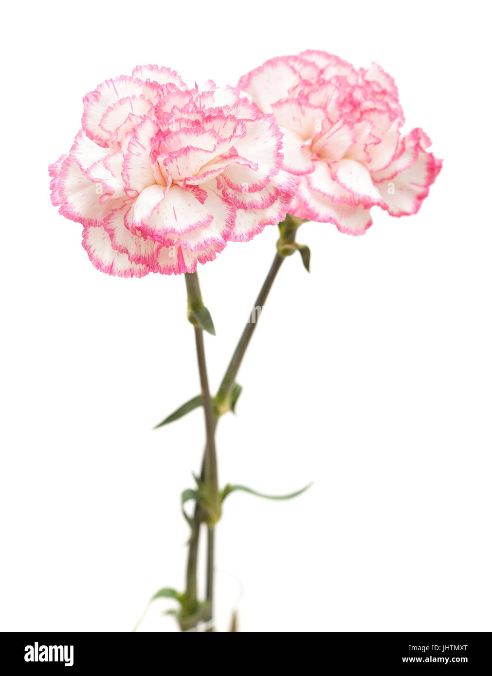 pretty pink carnation isolated on white background Stock Photo - Alamy