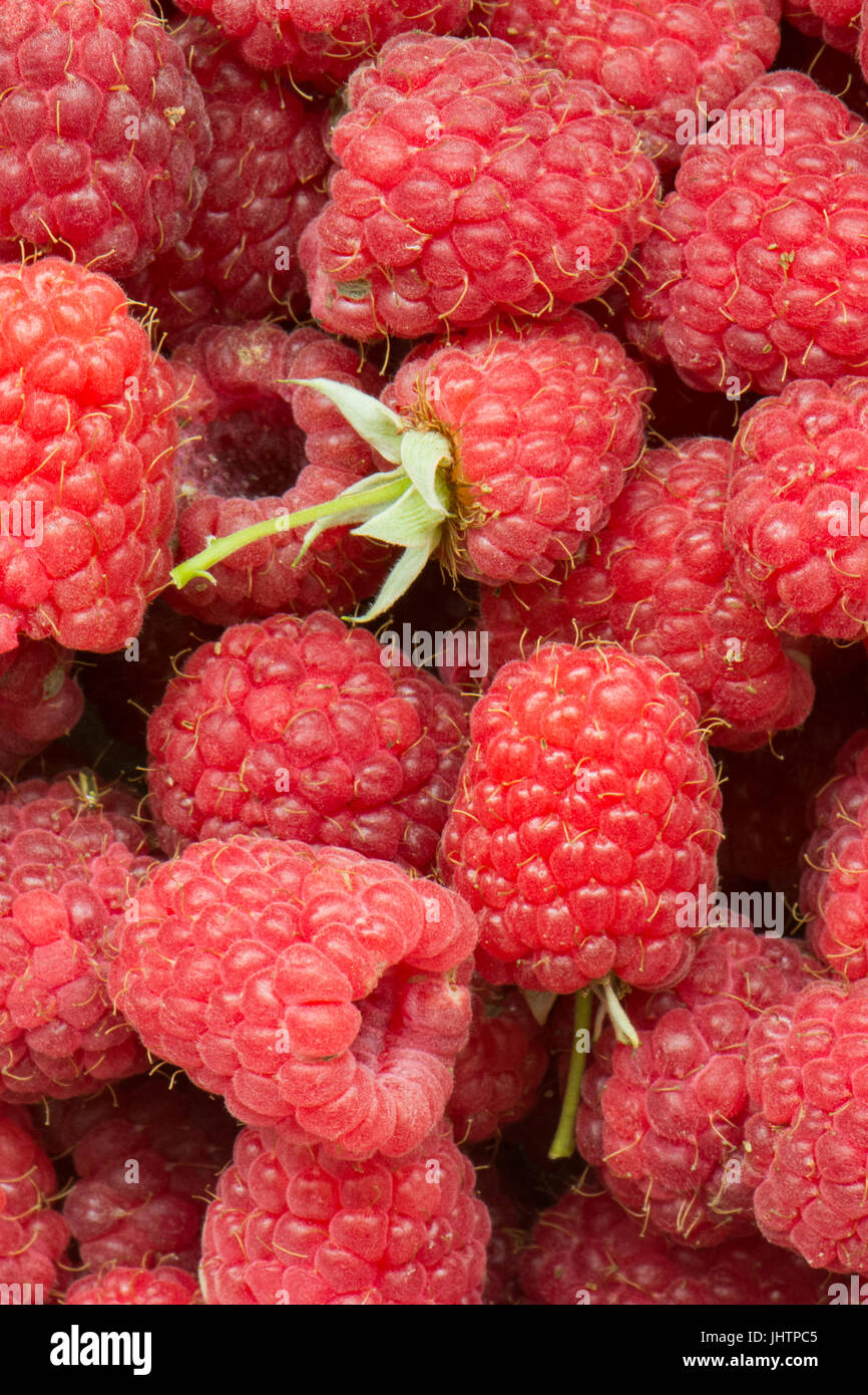 own grown unwashed raspberries close up - real and authentic - including imperfections Stock Photo