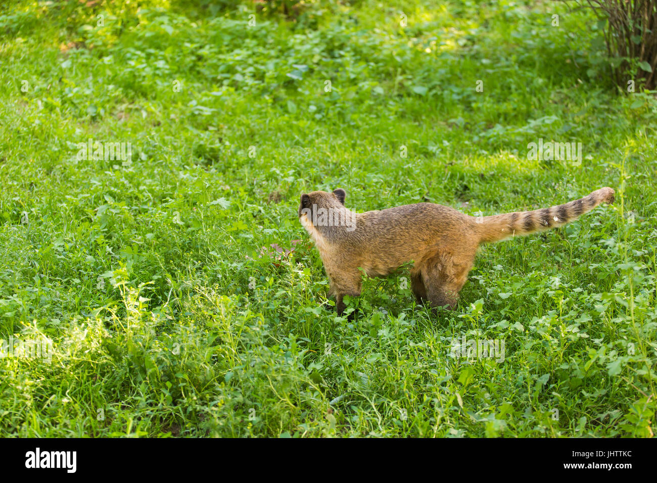 South American coati, Nasua nasua, in the nature habitat. Animal from