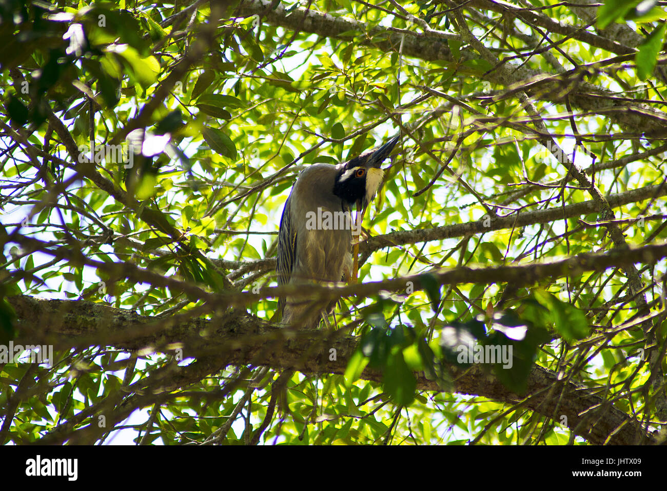 A yellow-crowned night heron scratching the top of her head while perched in a live oak tree Stock Photo