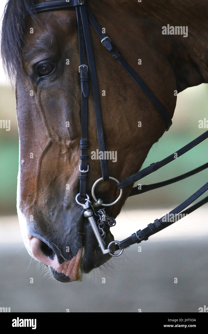 Purebred dressage horse trained in the riding hall. Side view portrait