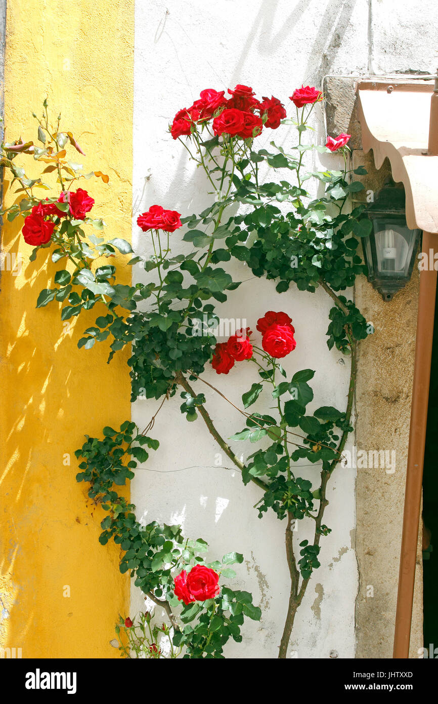 Red roses in doorway whitewashed village of Obidos Estremadura Portugal Stock Photo
