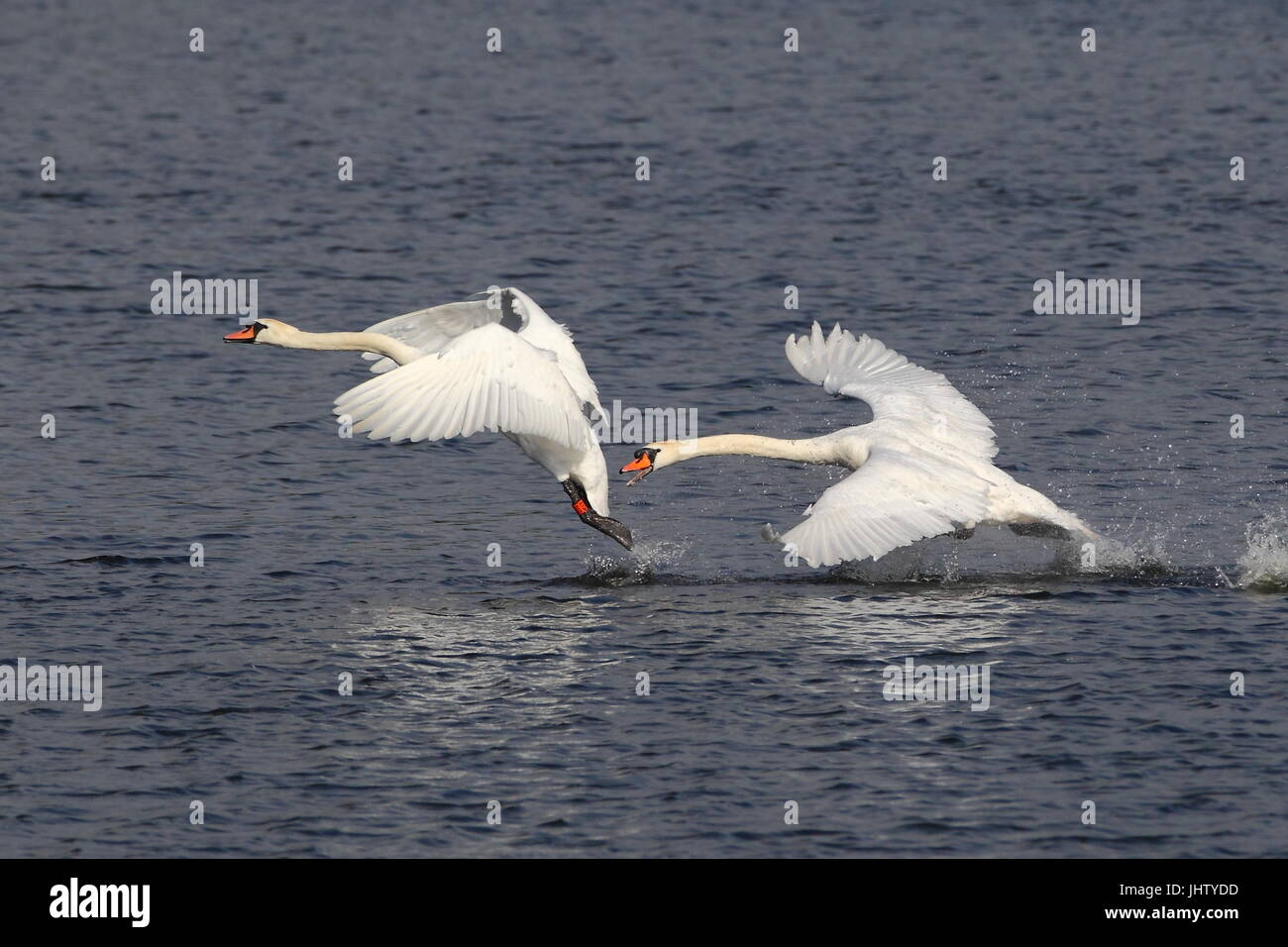Mute swan territorial dispute Stock Photo Alamy