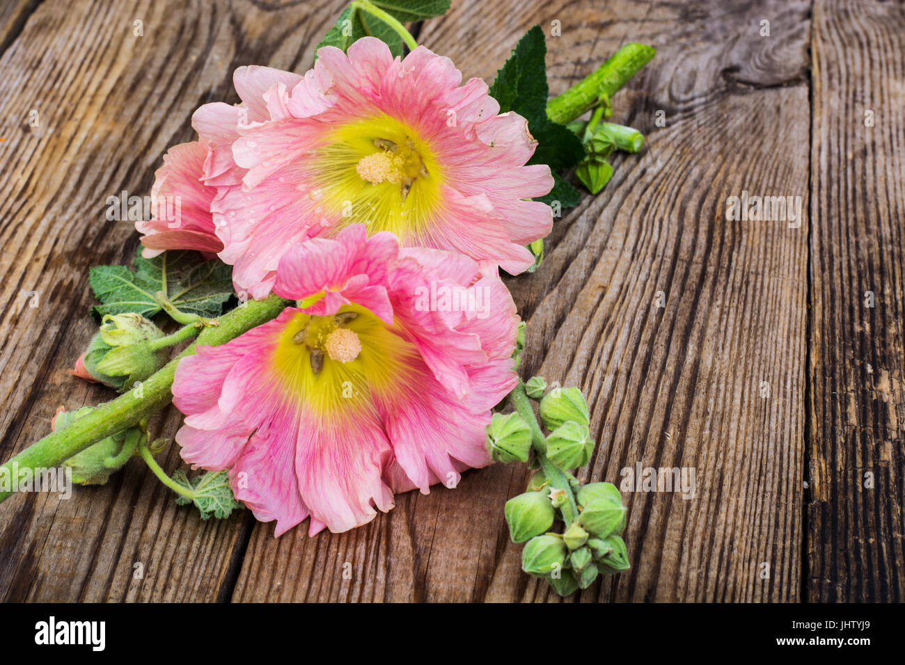 Flowers of pink garden mallow on white background. Studio Photo Stock ...