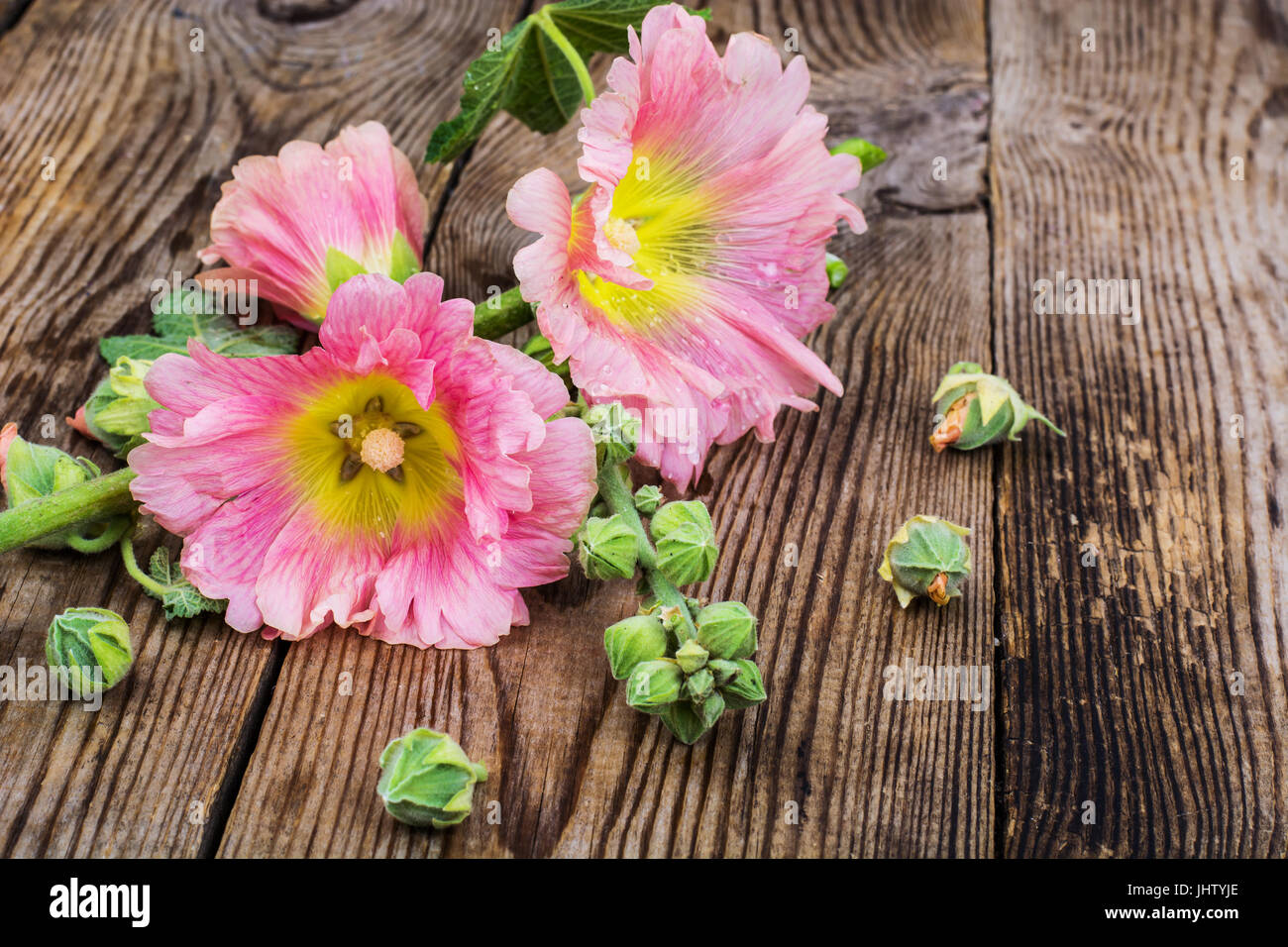Flowers of pink garden mallow on white background. Studio Photo Stock ...