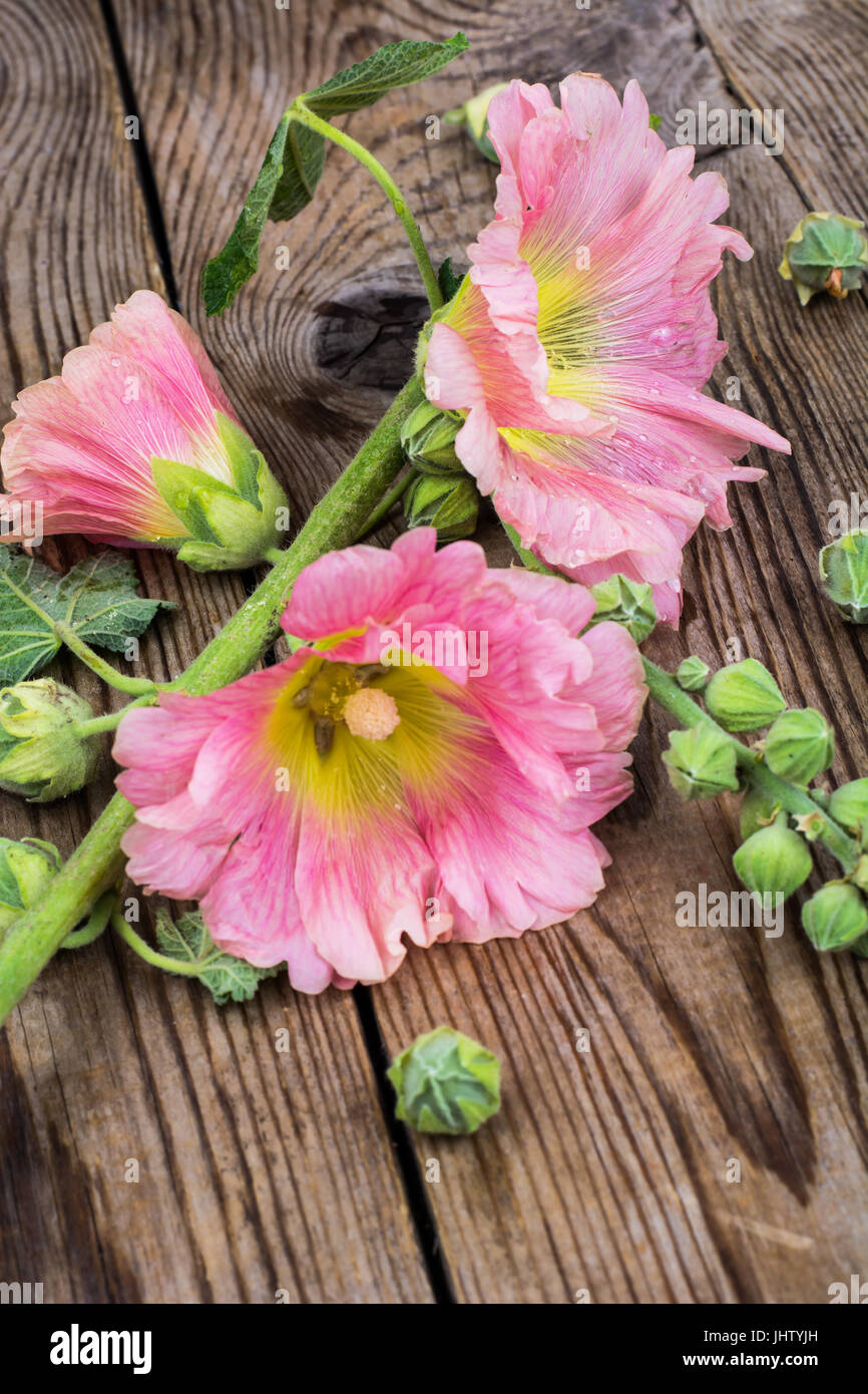 Flowers of pink garden mallow on white background. Studio Photo Stock ...
