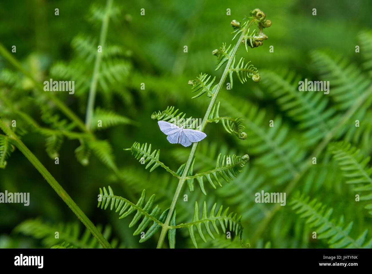 White butterfly sitting on a fern leaf Stock Photo
