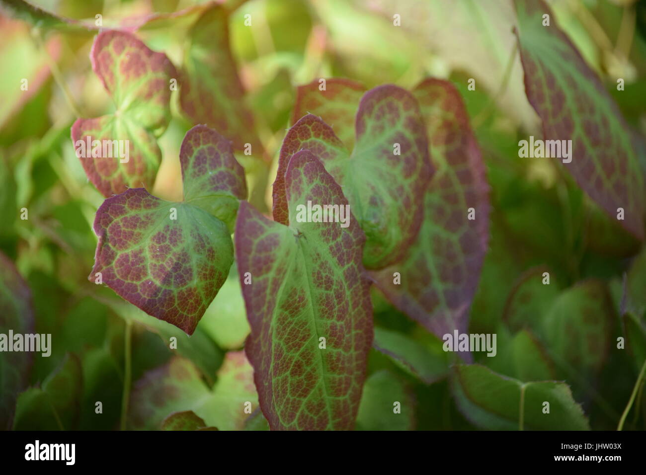 Epimedium × rubrum or red barrenwort leaves Stock Photo