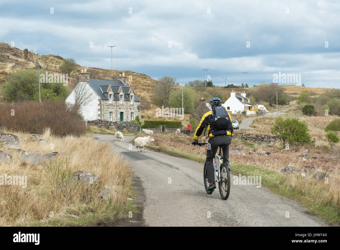 cycling in Scotland - cyclist approaching sheep on single track road on the Applecross Peninsula, Scottish Highlands, UK Stock Photo