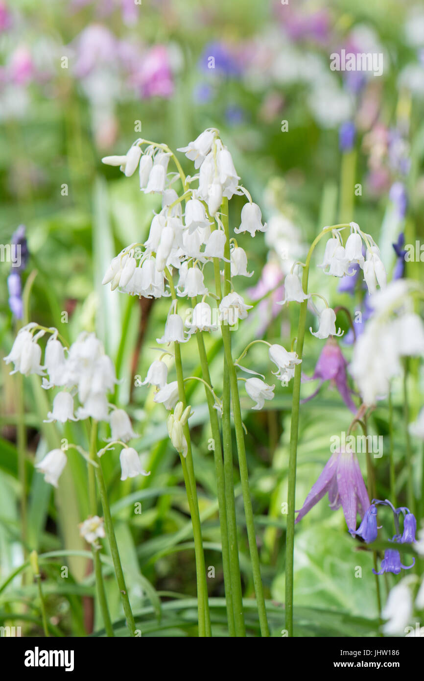 woodland plants in spring - erythronium revolutum - dog's tooth violets and bluebells Stock Photo