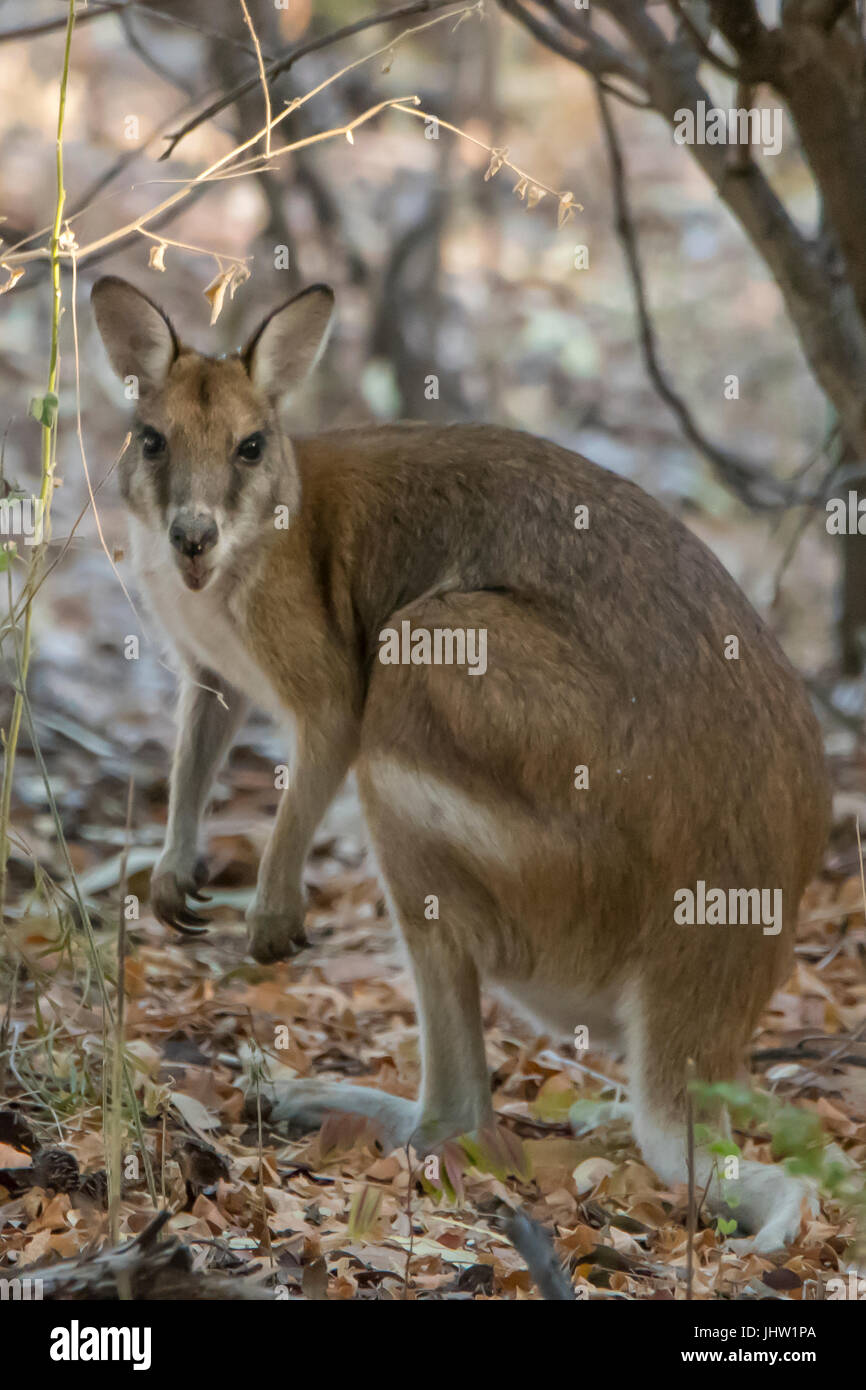 Agile Wallaby, Macropus agilis at Adels Grove Stock Photo