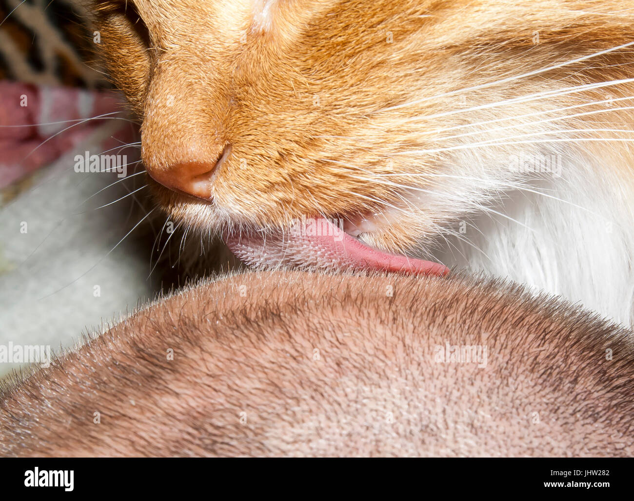 Cat Lick Cock