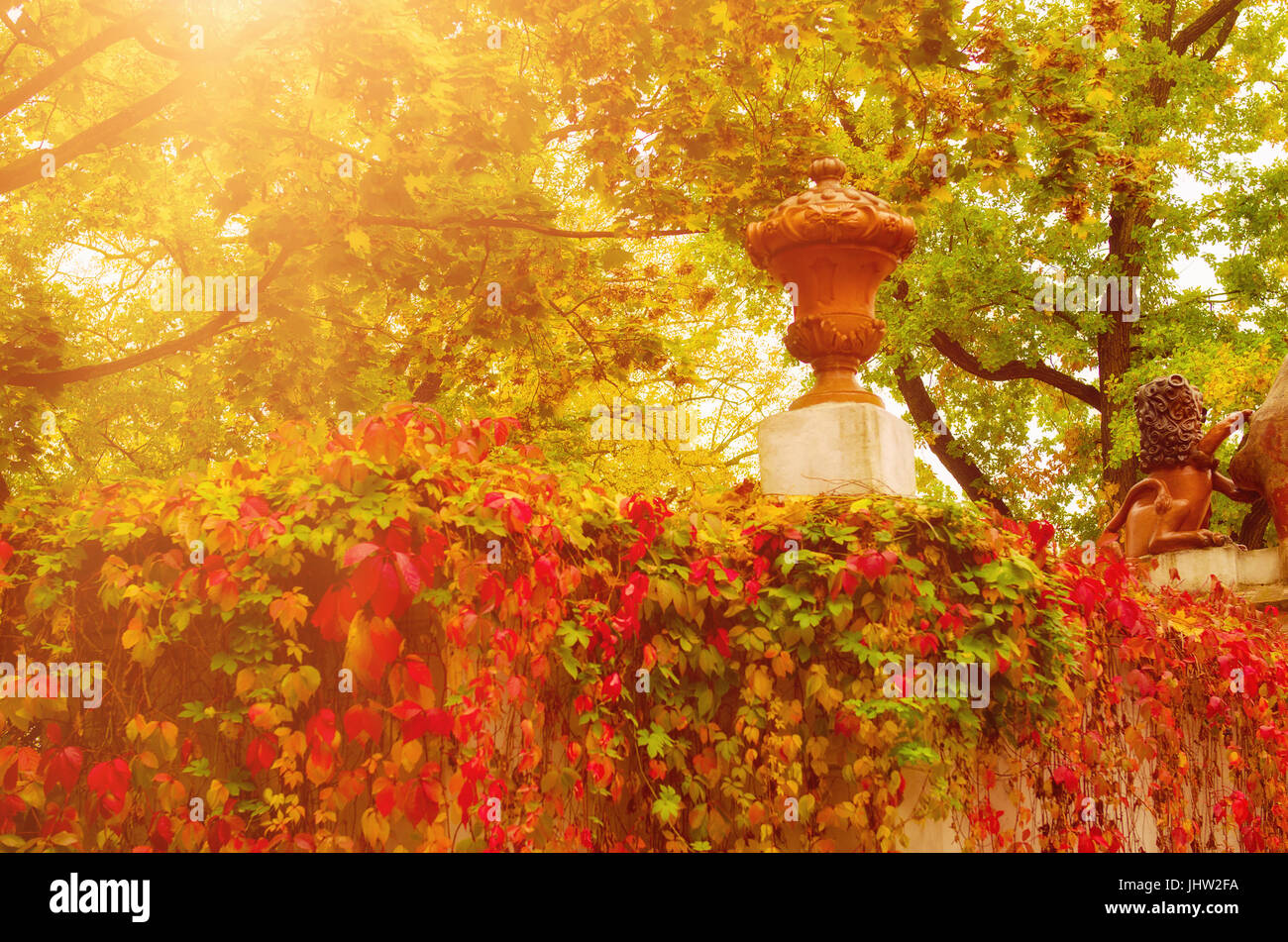 Autumn sunny park with red golden trees and leaves, natural seasonal ...