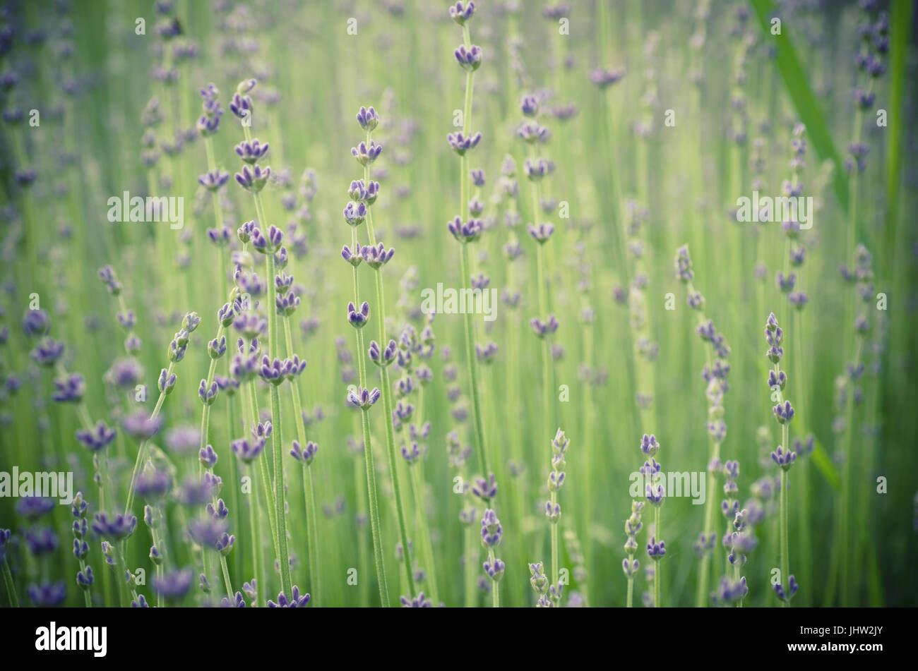 Blossoming of lilac lavender flower in green grass at summer time ...