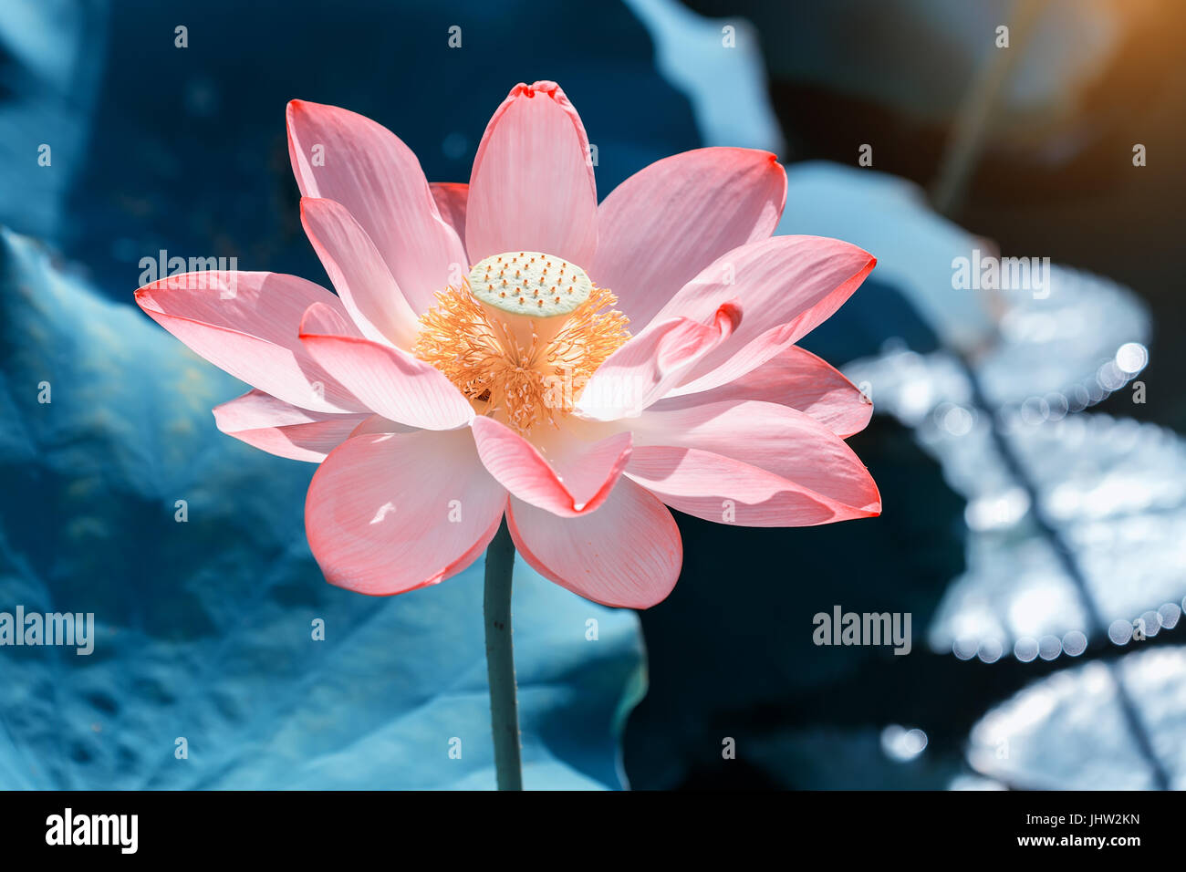 Lotus flower and Lotus flower plants Stock Photo Alamy