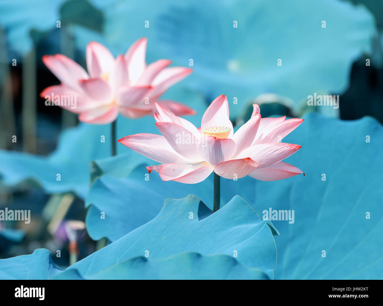 Beautiful lotus plants hi-res stock photography and images - Alamy
