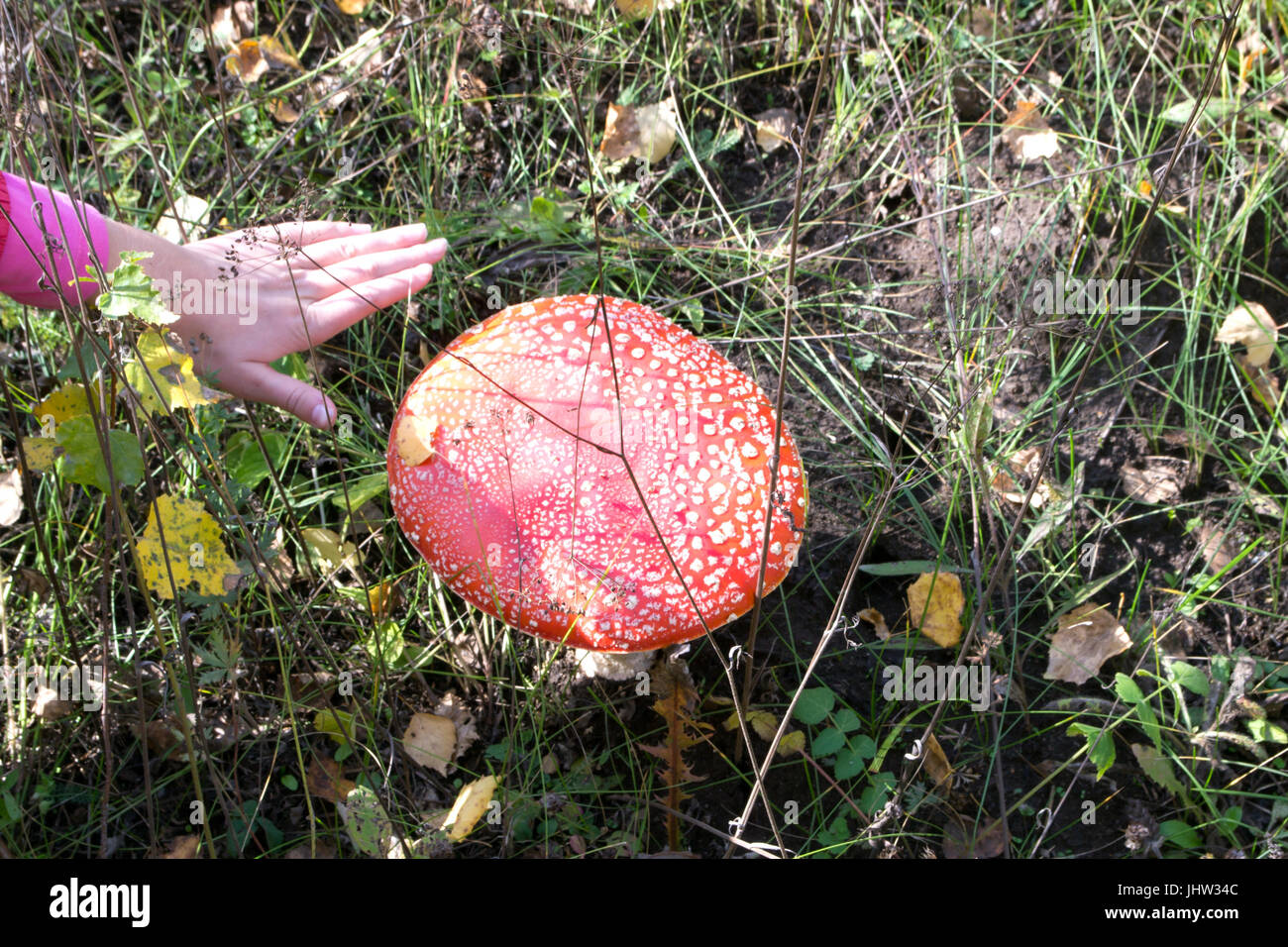 Amanita muscaria. Beautiful and poisonous mushroom. Autumn. Stock Photo