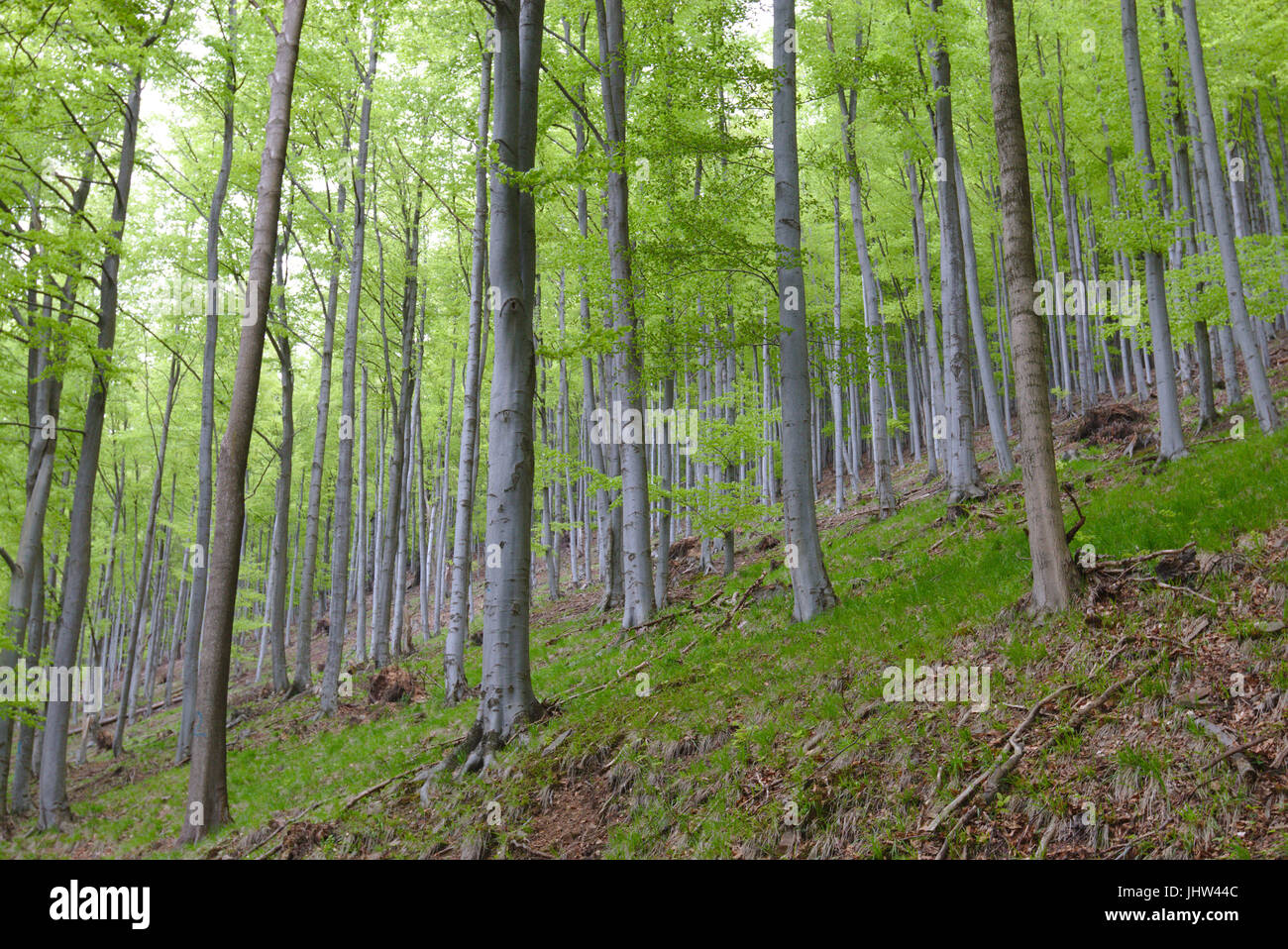 Beechwood in Central Sudetes, Poland Stock Photo