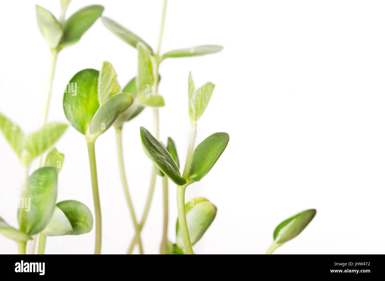 Soybean seedlings over white, closeup. Young Soya bean plants, sprouts and leafs of germinated Glycine max, a legume, oilseed and pulse. Cotyledons. Stock Photo